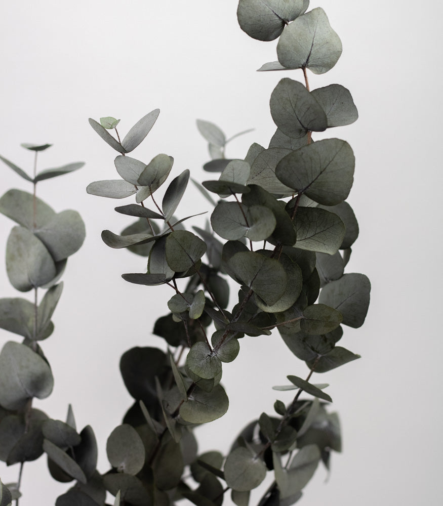 Getrockneter Eukalyptus "Cinerea", Bund 150g - mahina