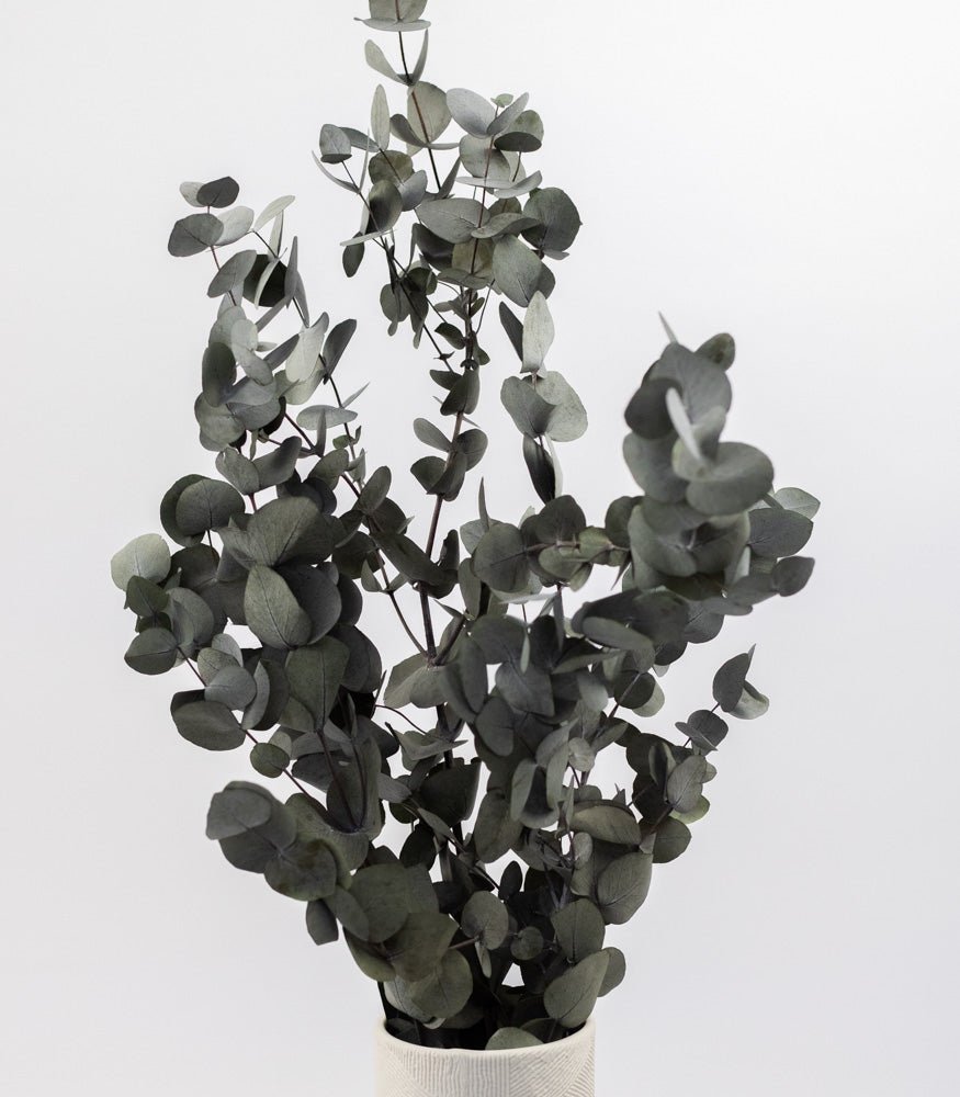 Getrockneter Eukalyptus "Cinerea", Bund 150g - mahina