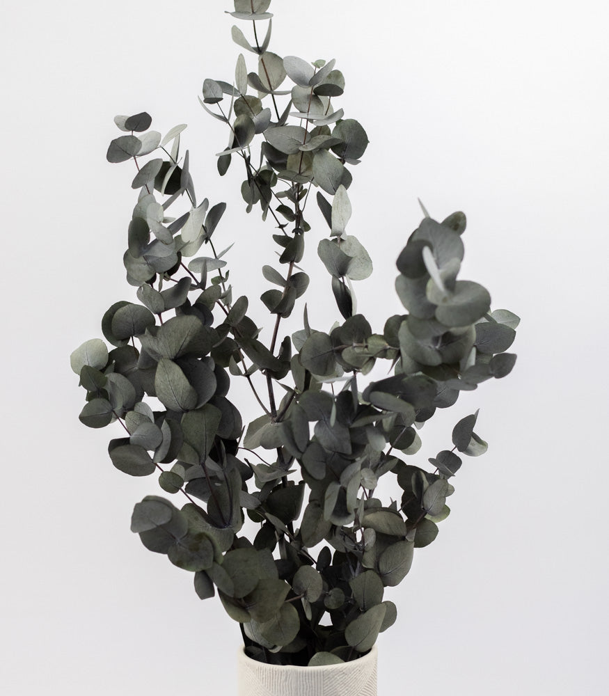 Eukalyptus "Cinerea" getrocknet, Bund 150g - MAHINA