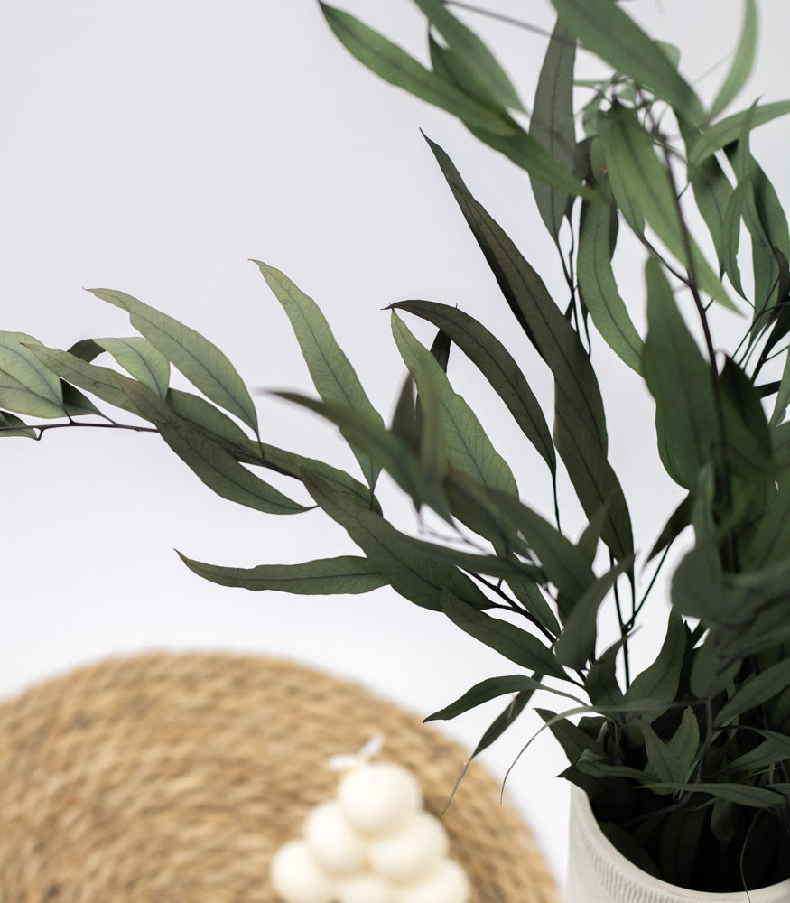 Getrockneter Eukalyptus "Nicoli", Bund 150g - mahina