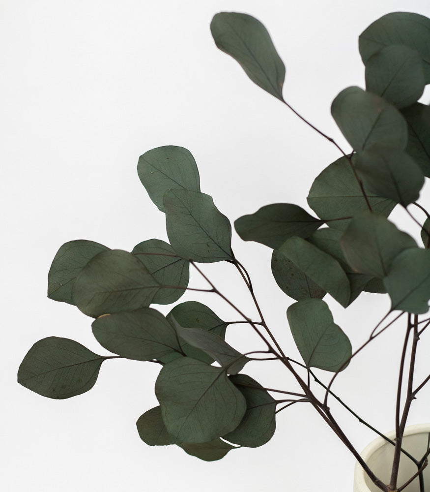 Eukalyptus "Populus" getrocknet/konserviert, Bund 150g - MAHINA