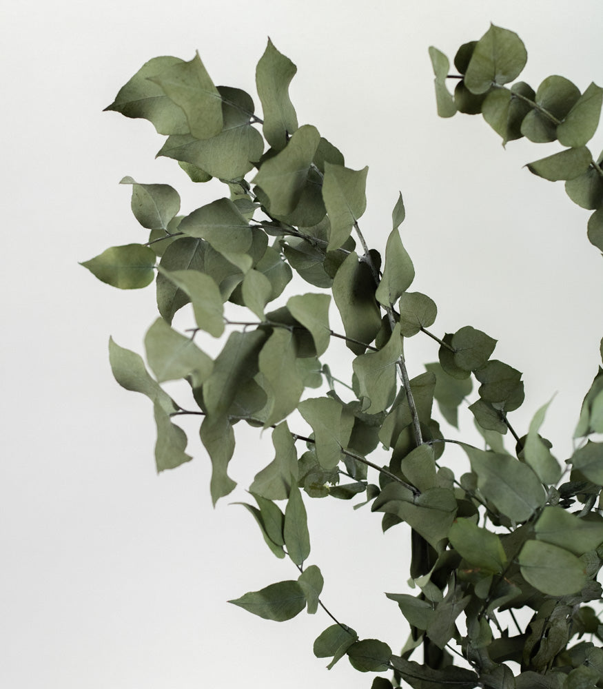 Getrockneter Eukalyptus "Stuartiana", Bund 150g - mahina